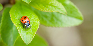 Beneficial Insects: Nature’s Pest Control for a Healthy Garden 