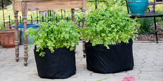 Cilantro (Coriander): Planting, Harvesting, Growing, and More