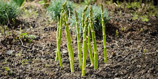 Perennial Vegetables for Your Garden