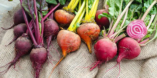 How to Grow and Care for Beets