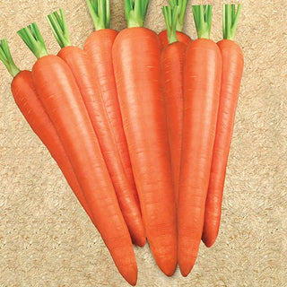 How to Grow Carrots from Seed