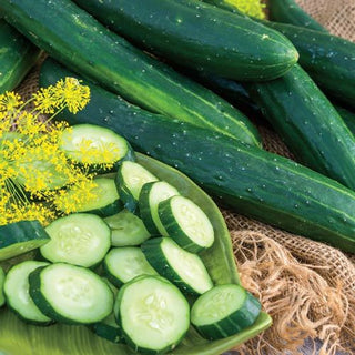 How To: Planting and Growing Cucumbers from Seeds