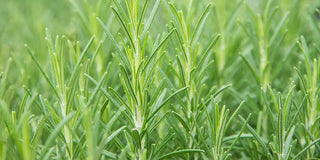 How to Grow Rosemary – Rosemary Plant Care