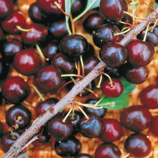 How to Grow Bush Cherries