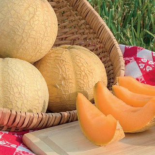 How to Grow Cantaloupes