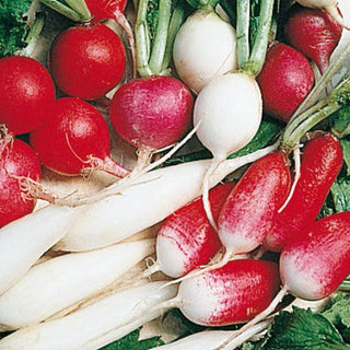 The Belle of the Ball – Cherry Belle Radishes (and more!)