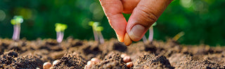 Starting a Vegetable Garden