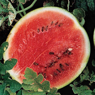 How to Grow Watermelon Plants