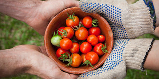 What is the Best Soil for Tomato Plants?