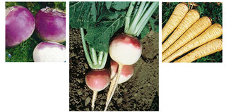 Rutabagas, Turnips, and Parsnips: So they’re good for me, but do they taste good?