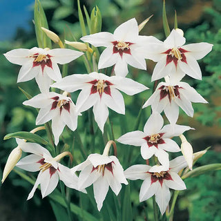 Abyssinian Gladiolus