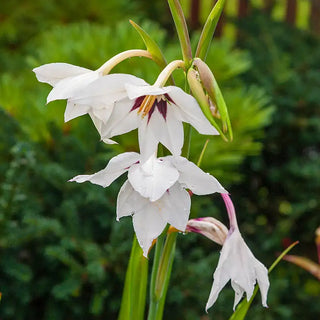 Abyssinian Gladiolus