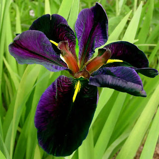 Black Gamecock Louisiana Iris