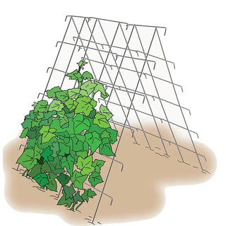 Cucumber Support - Vegetable Trellis