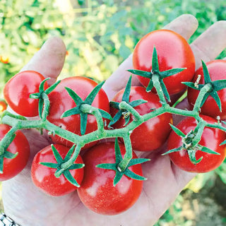 Baby Cakes Tomato Hybrid