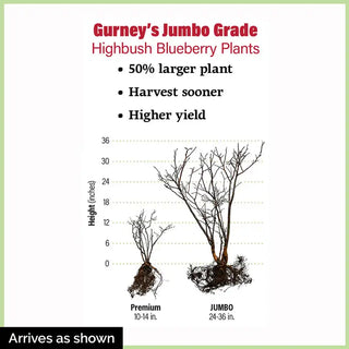 Chandler Northern Highbush Blueberry Plant