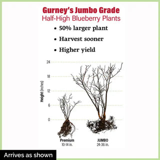 Dwarf Northblue Half-High Blueberry Plant