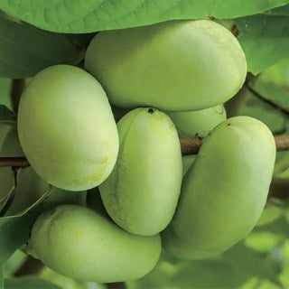 Pawpaw Tree