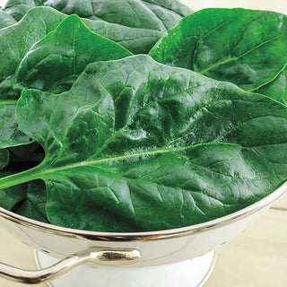 Gurney's® Goliath™ Spinach Seed