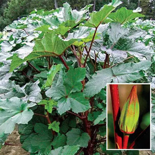 Hill Country Red Okra Seed (Heirloom)