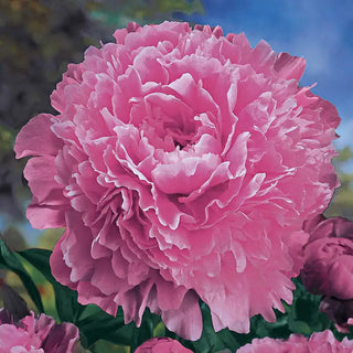 Sarah Bernhardt Peony