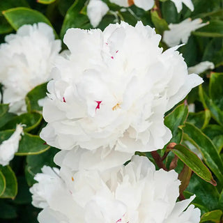 Festiva Maxima Peony