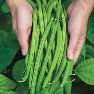 Provider Bush Bean Seed