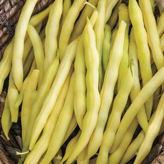 Cherokee Wax Yellow Bush Bean