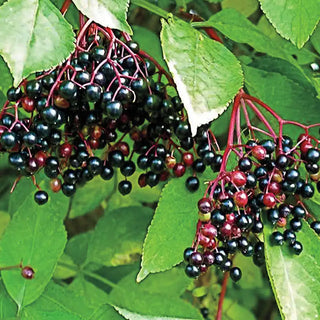 Samdal & Samyl Elderberry Plant