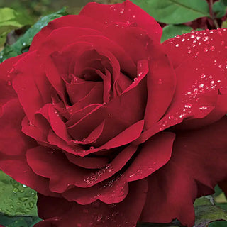 Legends™ Hybrid Tea Rose