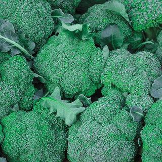 Blue Wind Hybrid Broccoli