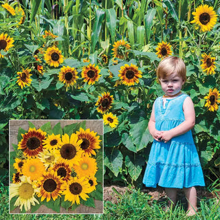 Gurney's® Sunny Hedge Sunflower Seed Blend