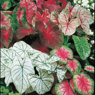 Mixed Caladium Plants