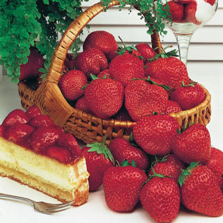 Gurney's® Whopper Junebearing Strawberries