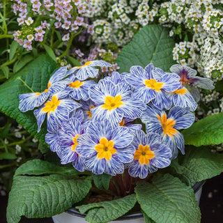 Blue Zebra Primrose