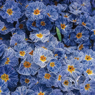 Blue Zebra Primrose