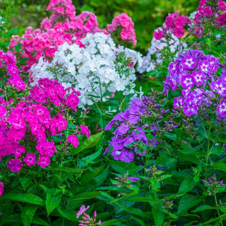 Tall Phlox Mix