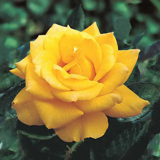 Henry Fonda Hybrid Tea Rose