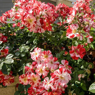 Fourth Of July™ Climbing Rose Plant