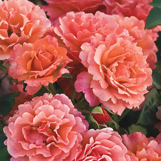 Easy Does It® Floribunda Rose Plant