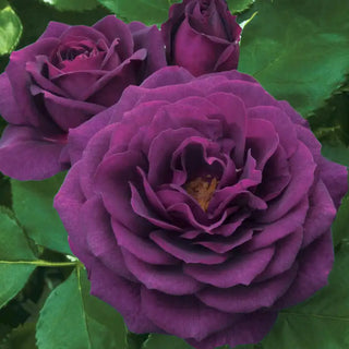 Ebb Tide™ Floribunda Rose