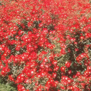 Red Meidiland Groundcover Rose