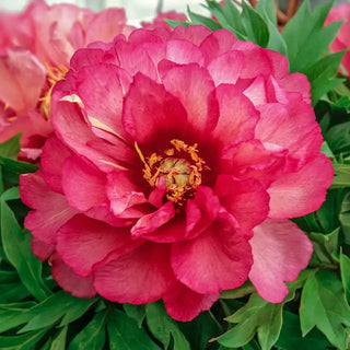 Julia Rose Itoh Peony