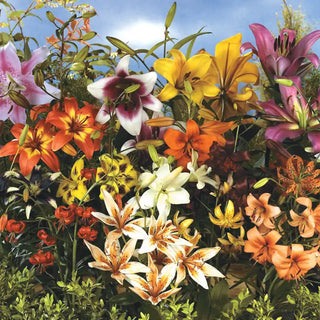 All Summer Lily Bulb Mix