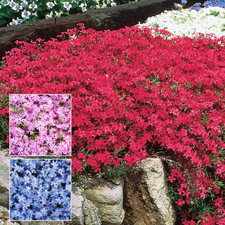 Emerald Blue Creeping Phlox Plant