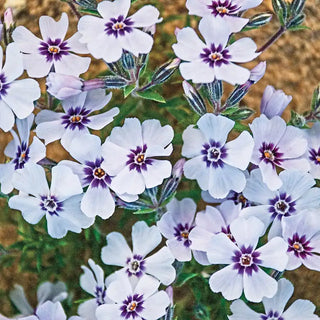 Emerald Blue Creeping Phlox Plant