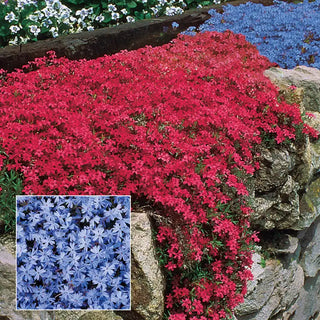 Emerald Blue Creeping Phlox Plant