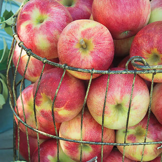 Cripps Pink Lady Apple Tree