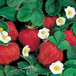 Festival Everbearing Strawberry Plant