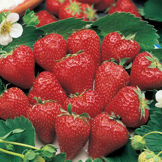 Surecrop Junebearing Strawberry Plant